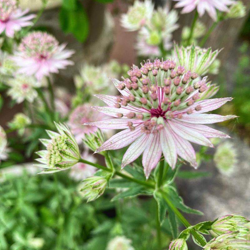 Astrantia