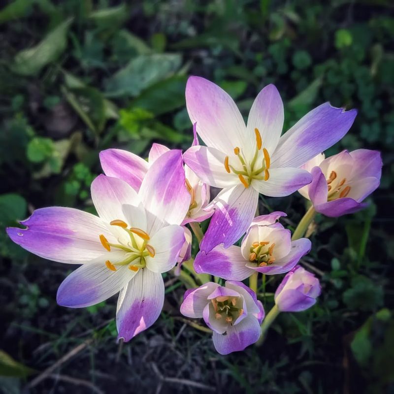 Autumn Crocus