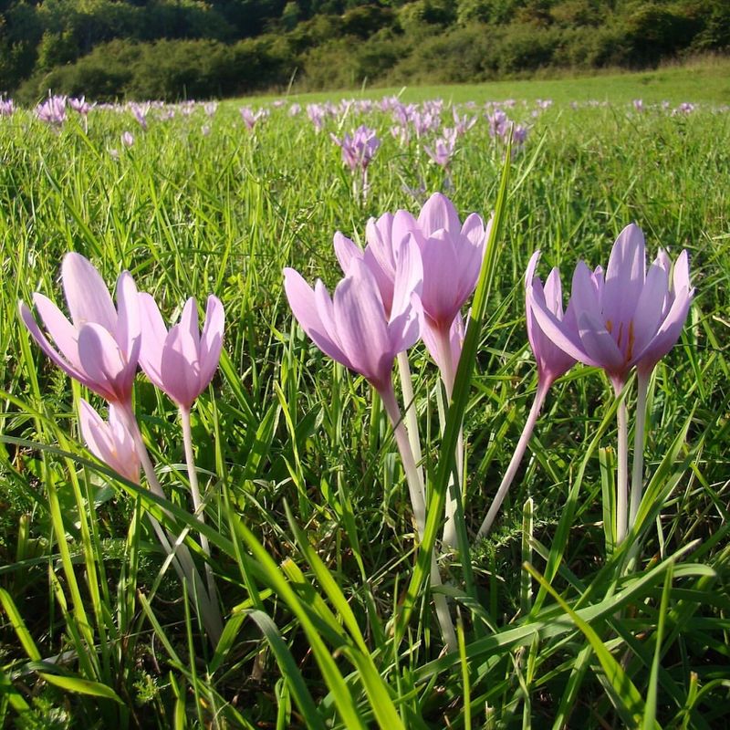 Autumn Crocus