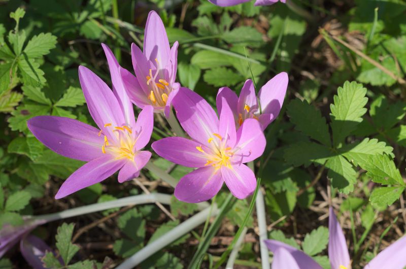 Autumn Crocus