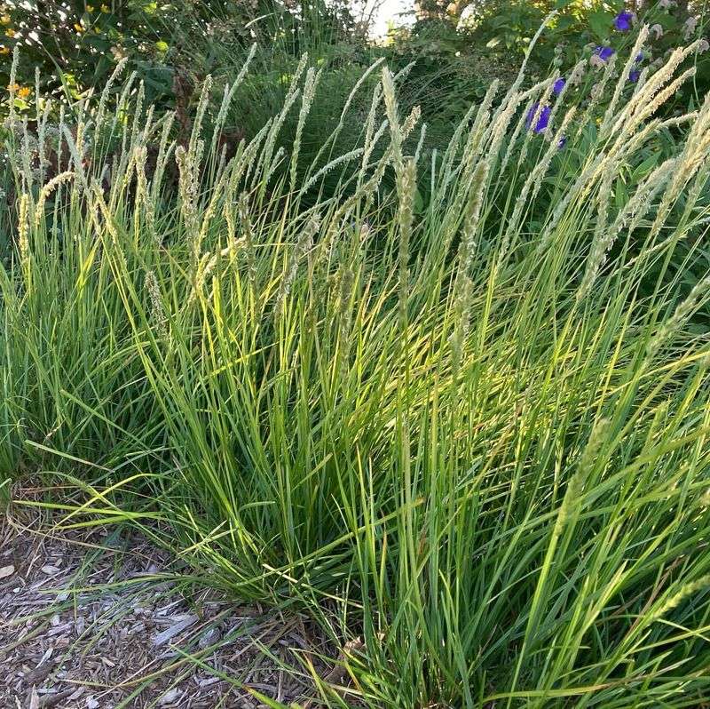 Autumn Moor Grass