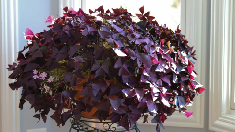 purple shamrock plant