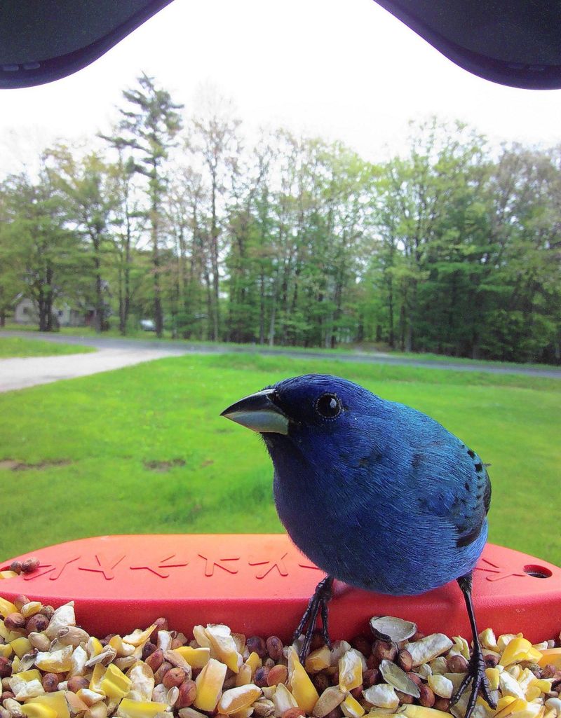 Avoid Brightly Colored Feeders