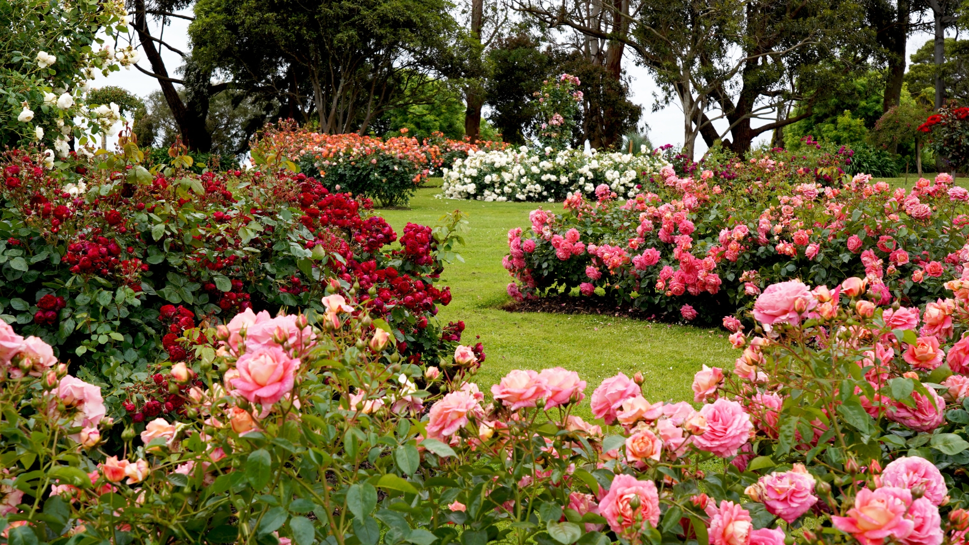 Avoid Planting Roses Near These 22 Shrubs For Healthier Blooms