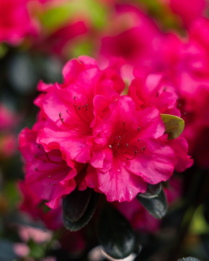 Azalea