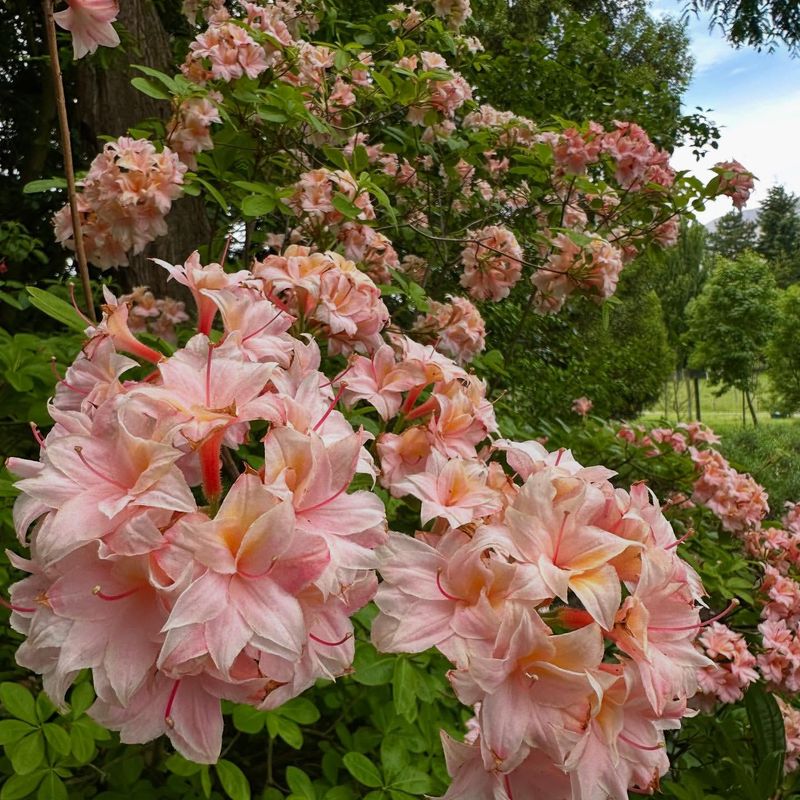 Azalea