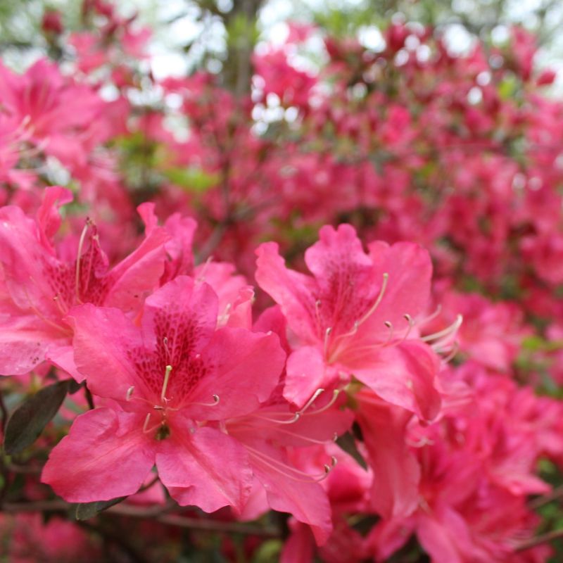 Azalea