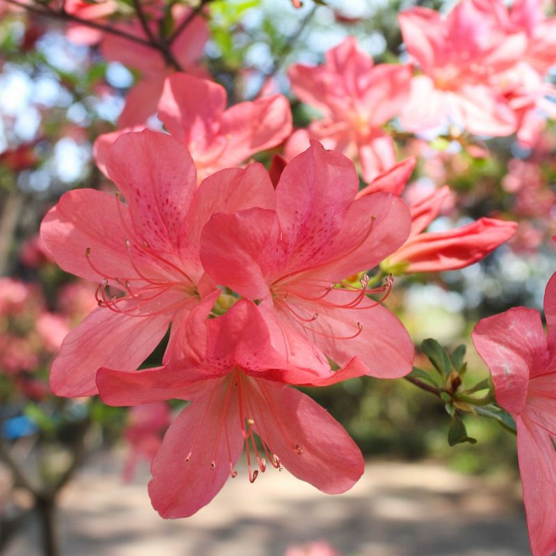 Azalea