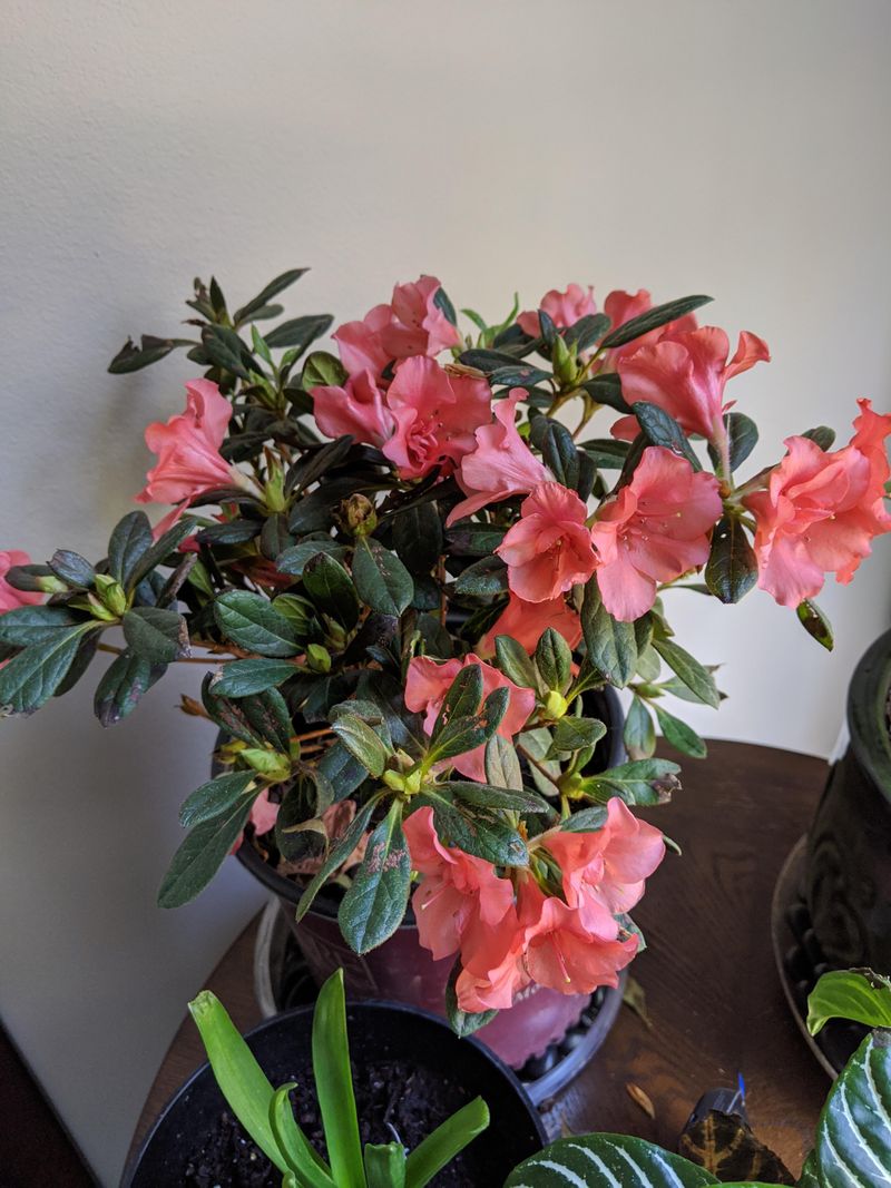 Azalea