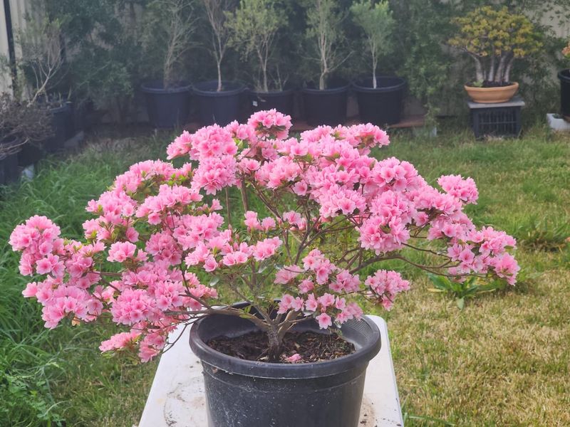 Azalea