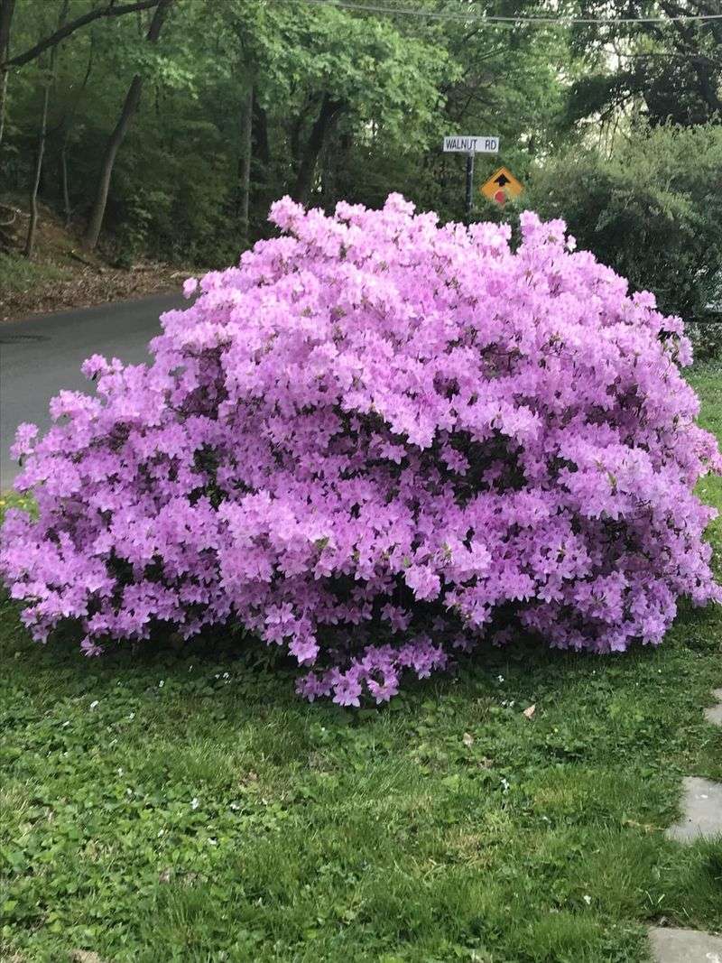 Azalea