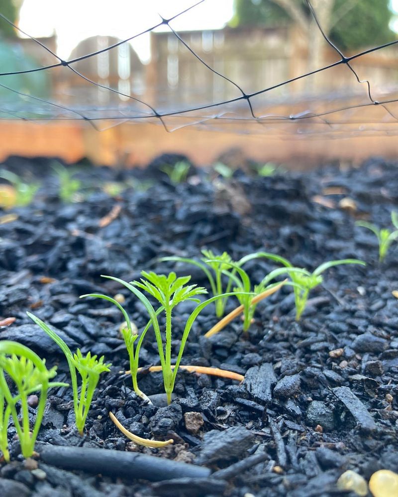 Baby Carrots