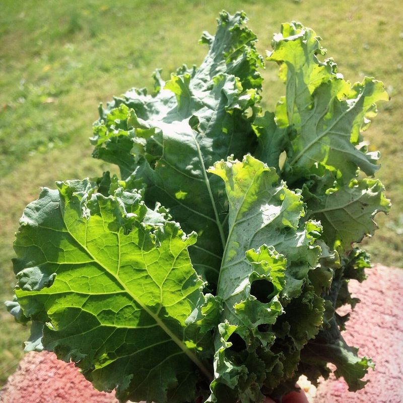 Baby Kale