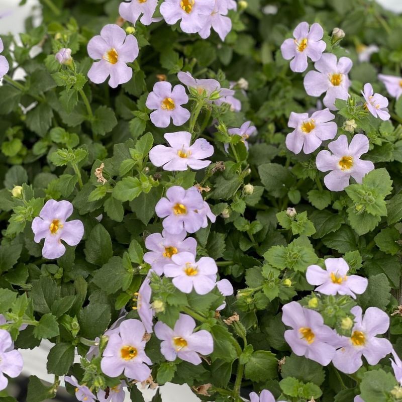 Bacopa