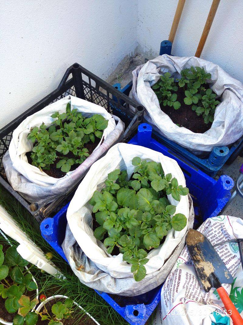 Bag Planting Technique