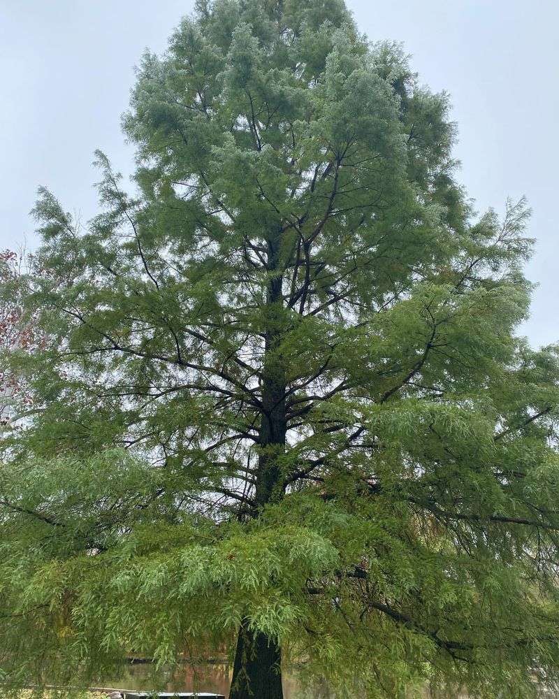 Bald Cypress