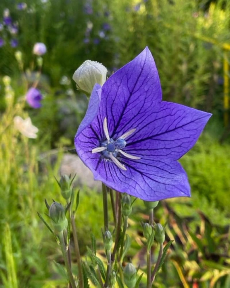 Balloon Flower