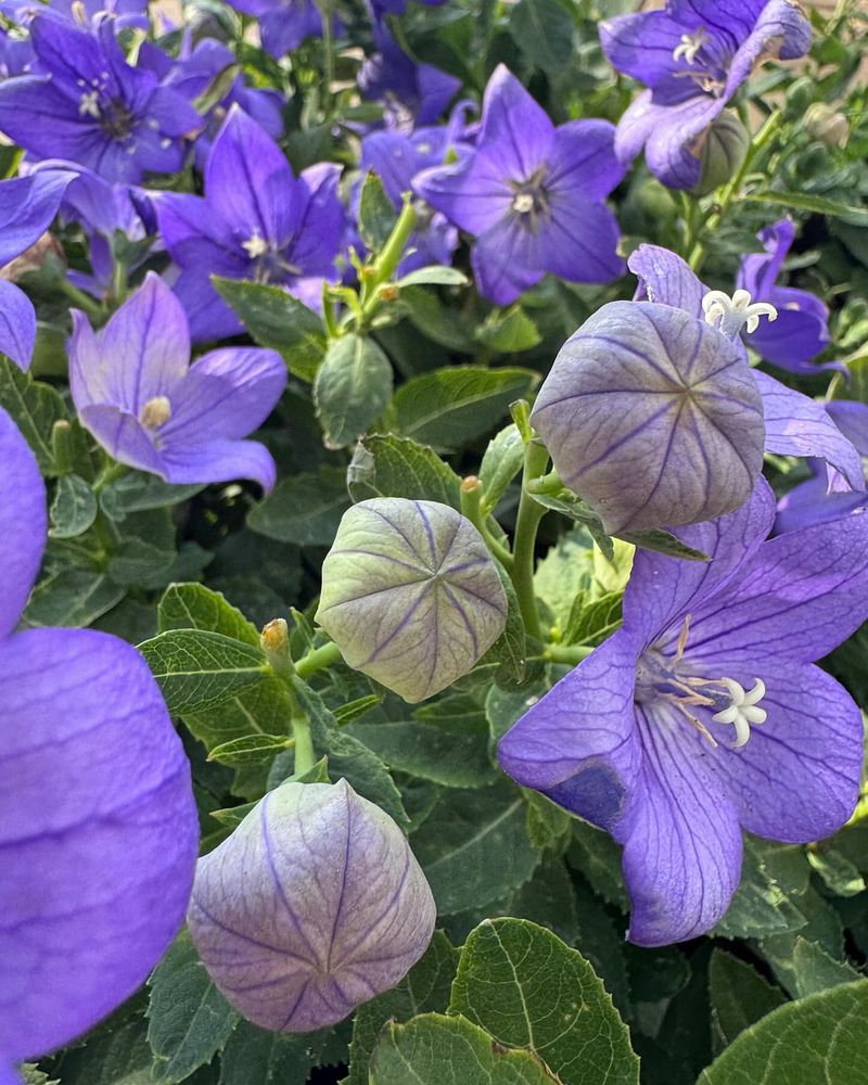 Balloon Flower