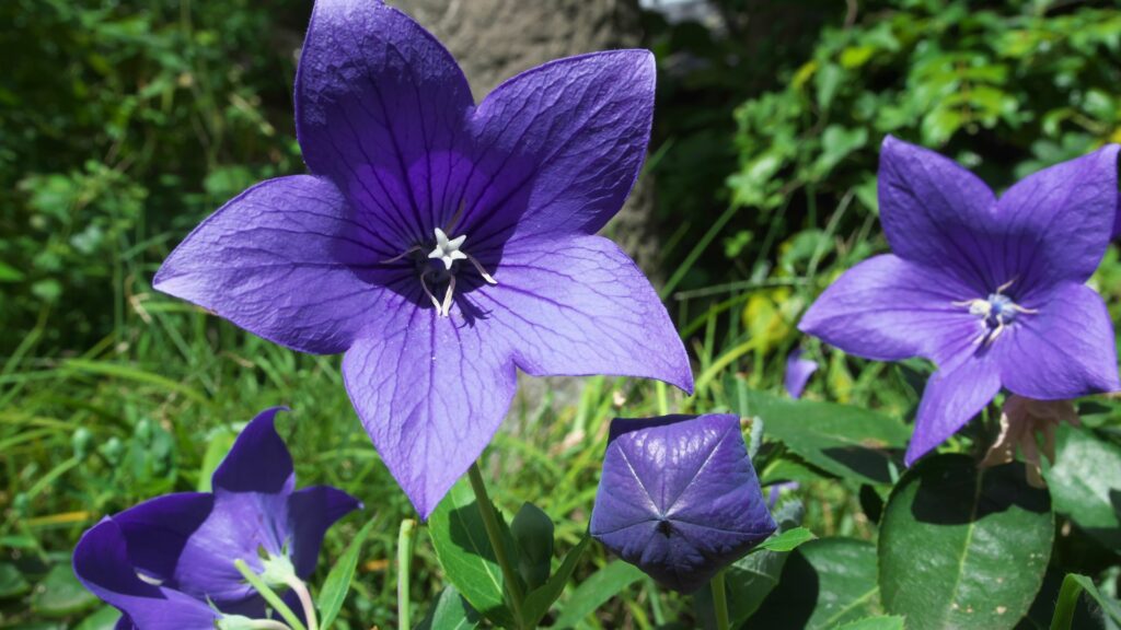 balloon flower