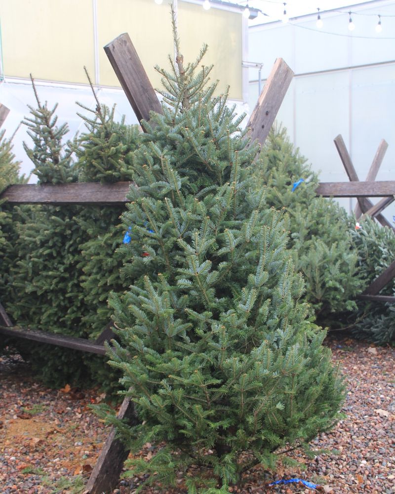 Balsam Fir