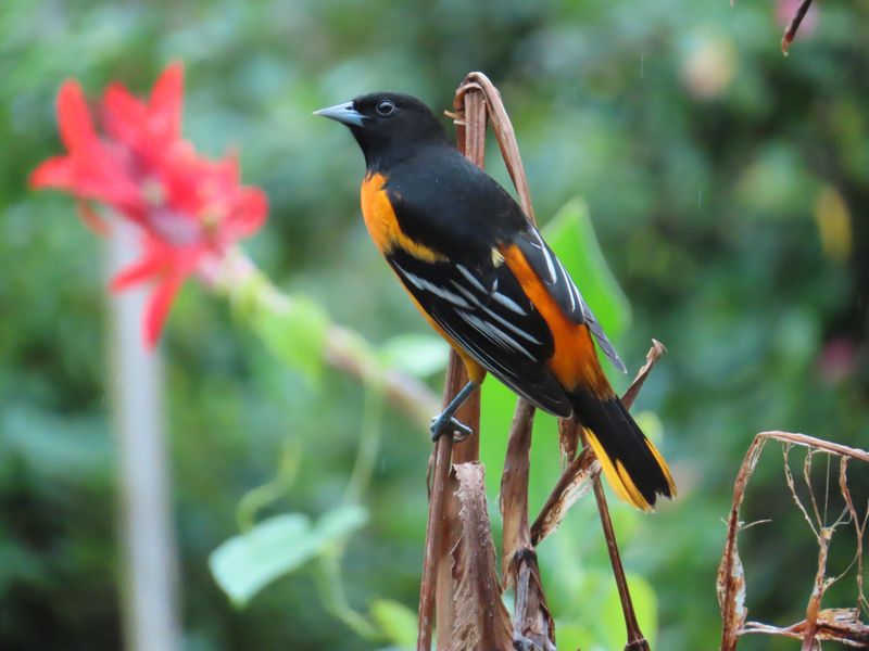 Baltimore Oriole