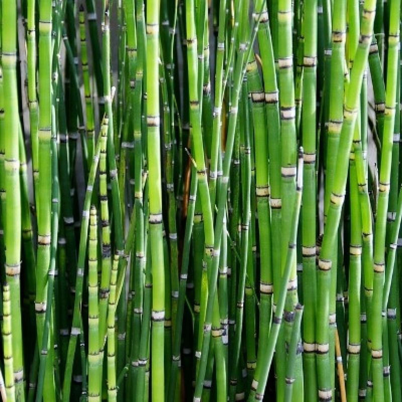 Bamboo