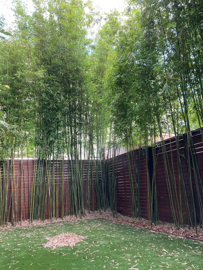 Bamboo