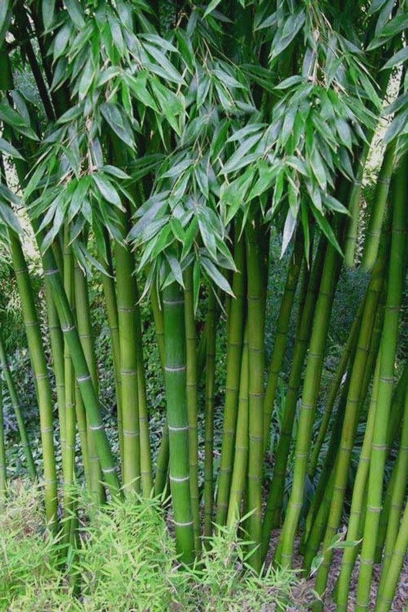 Bamboo