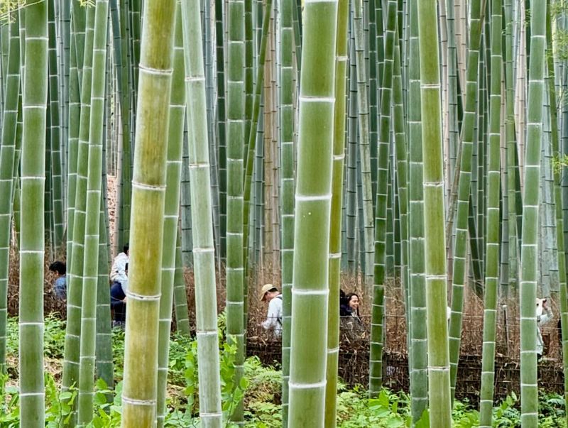 Bamboo