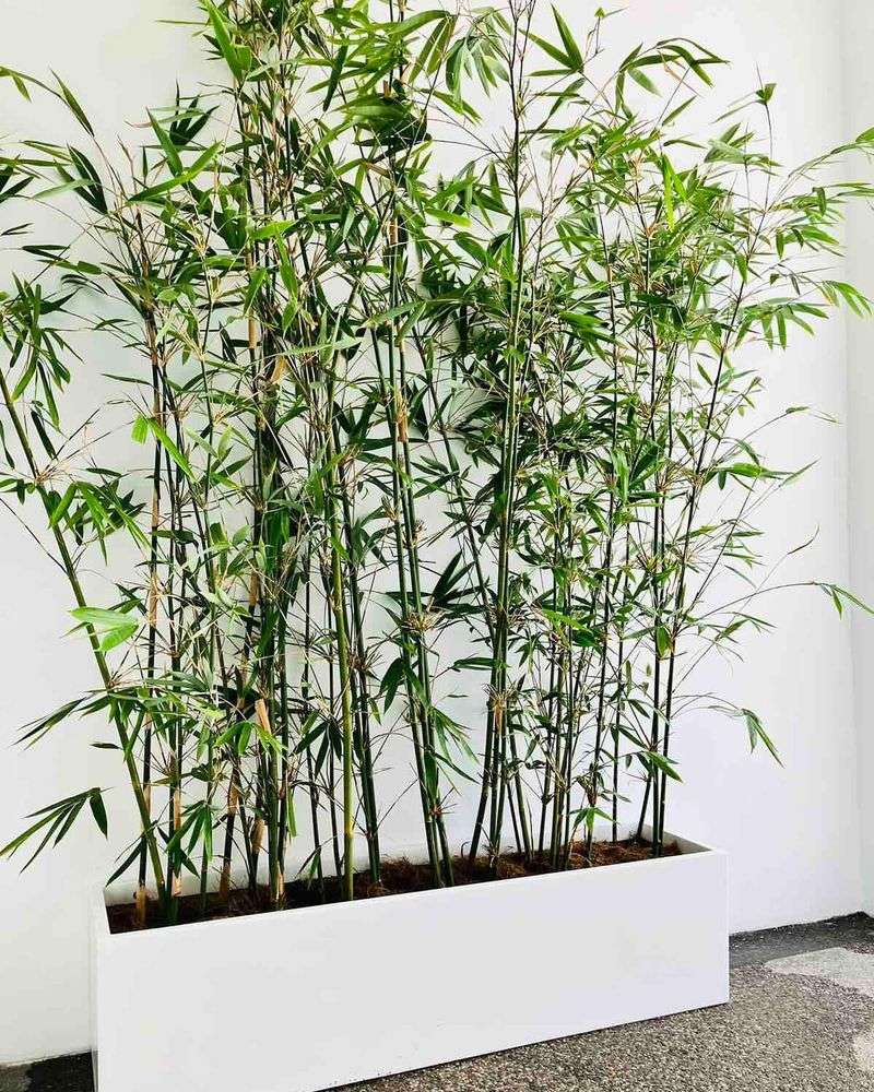 Bamboo