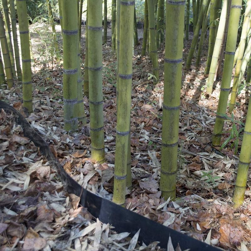 Bamboo Barrier