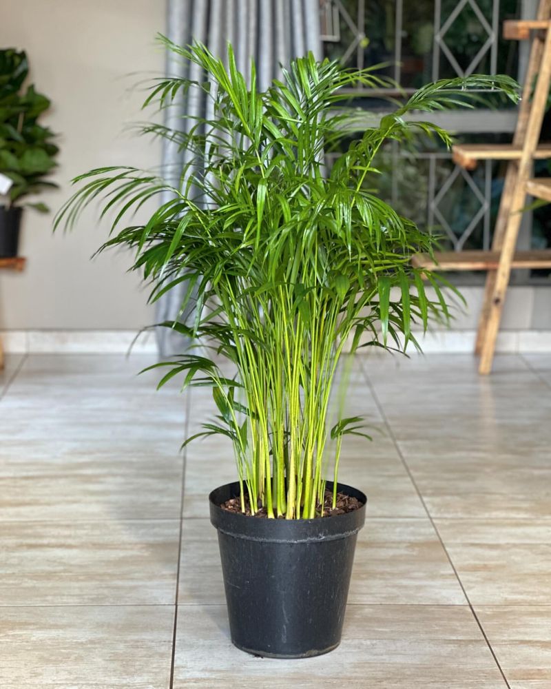 Bamboo Palm