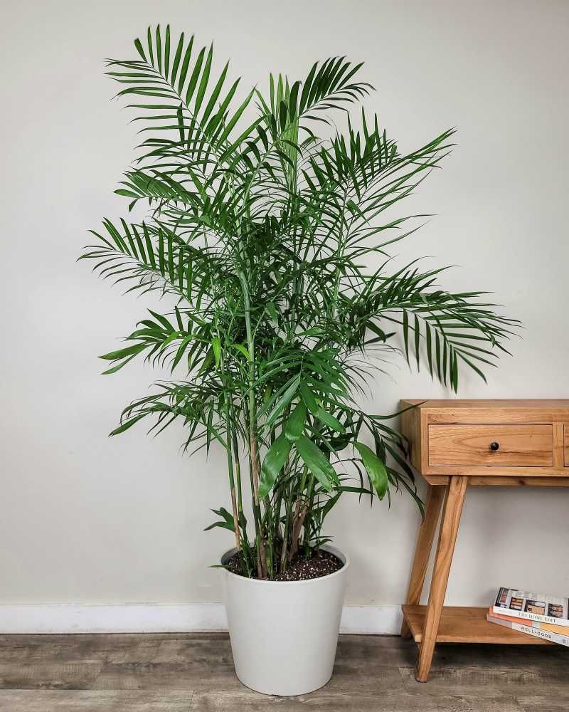 Bamboo Palm