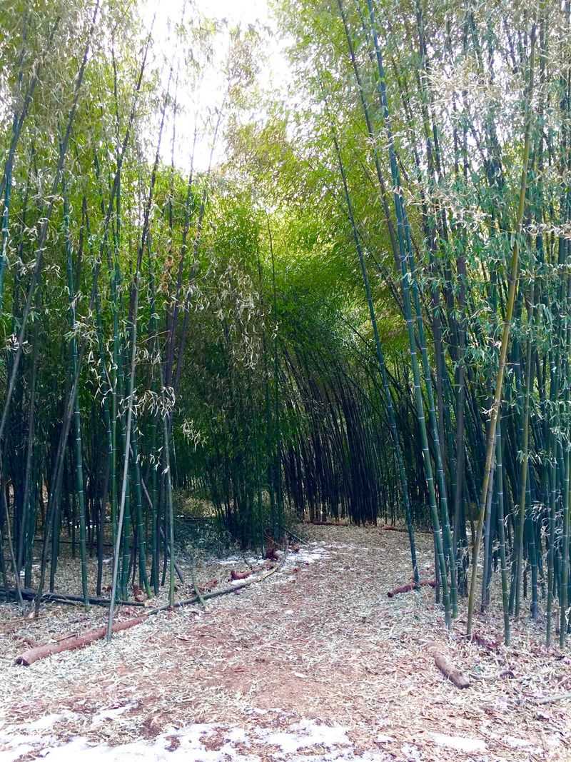 Bamboo Pathway