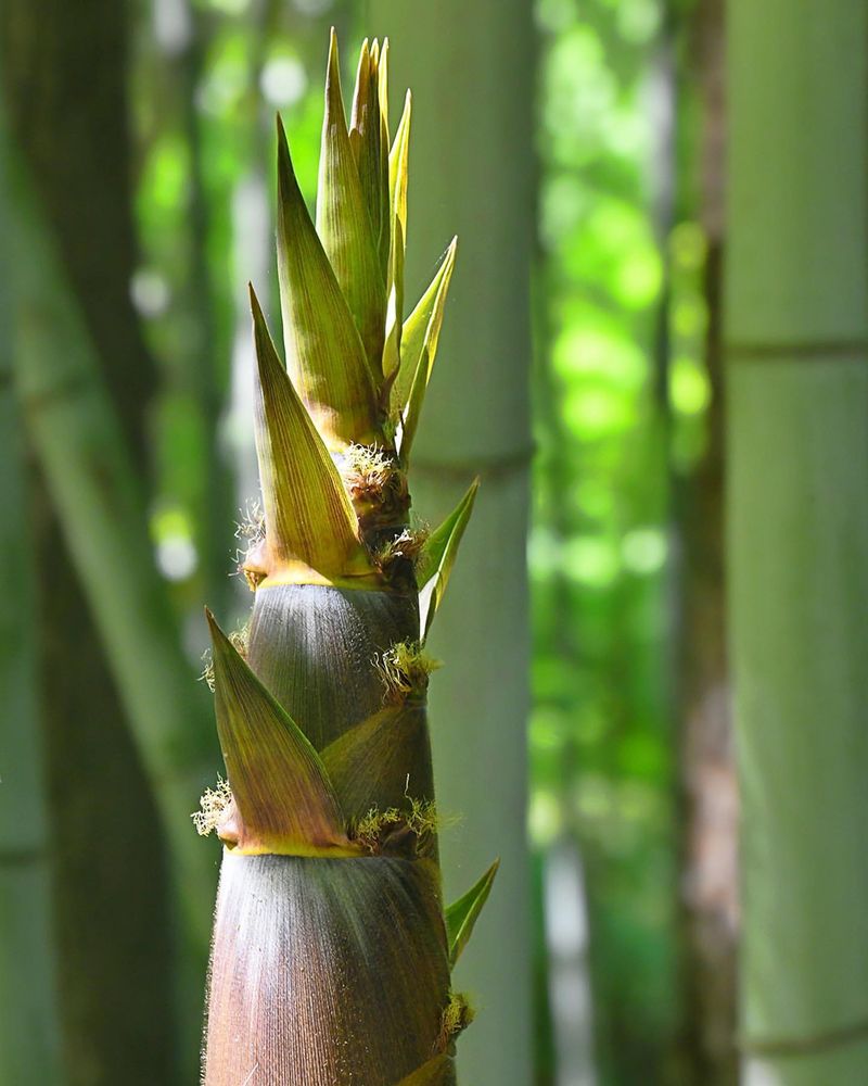 Bamboo Shoots