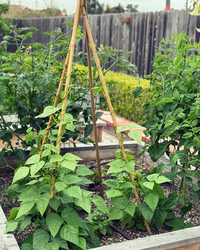 Bamboo Teepee Trellis