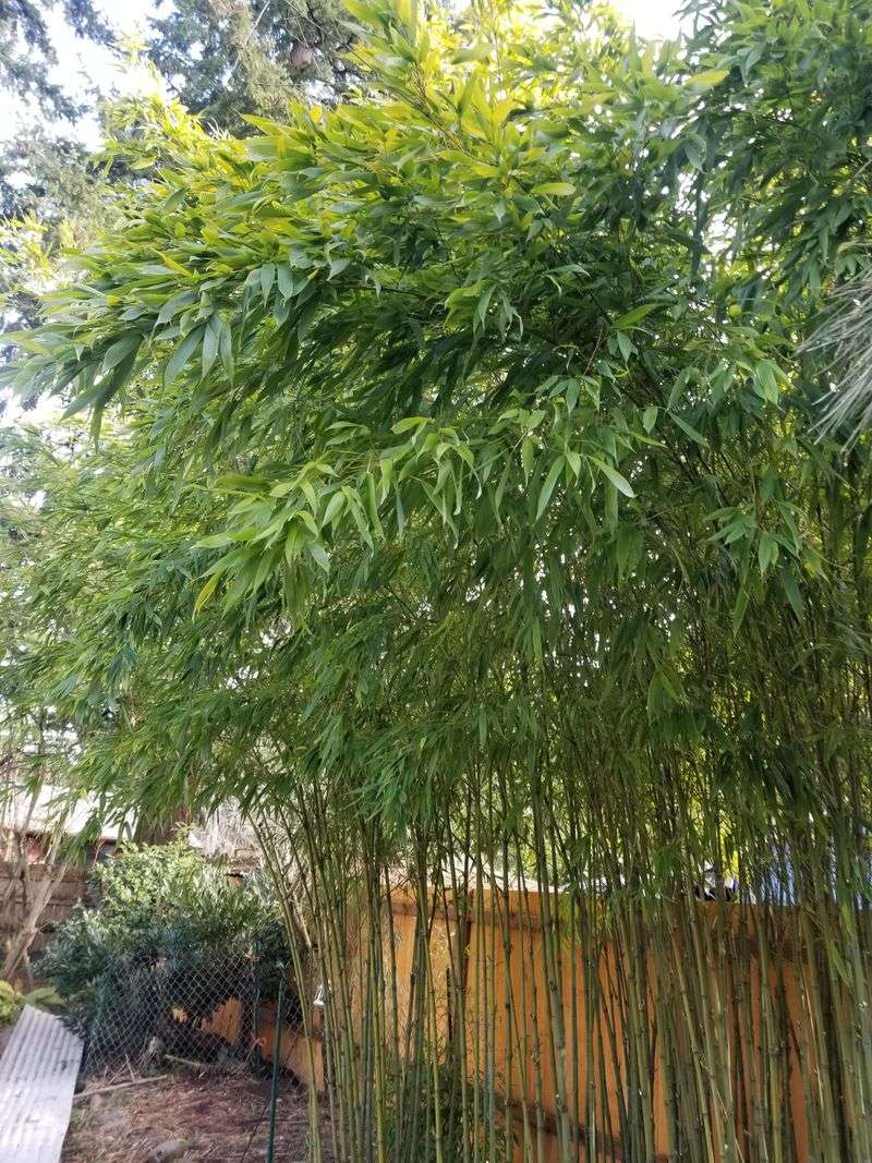 Bamboo