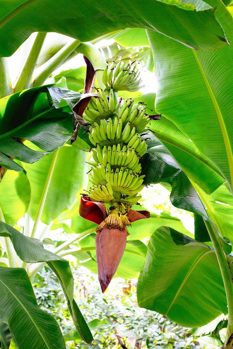 Banana Tree