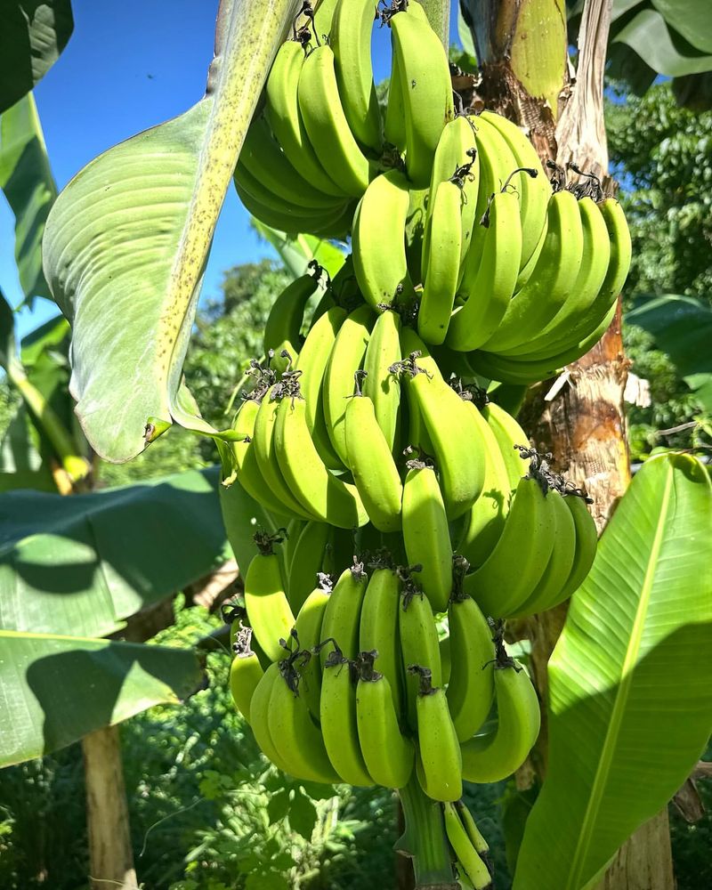 Banana Tree