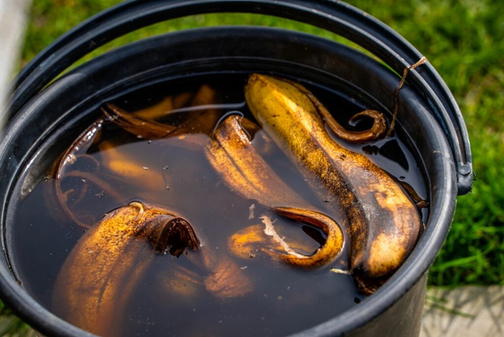 Banana peel soaked in water