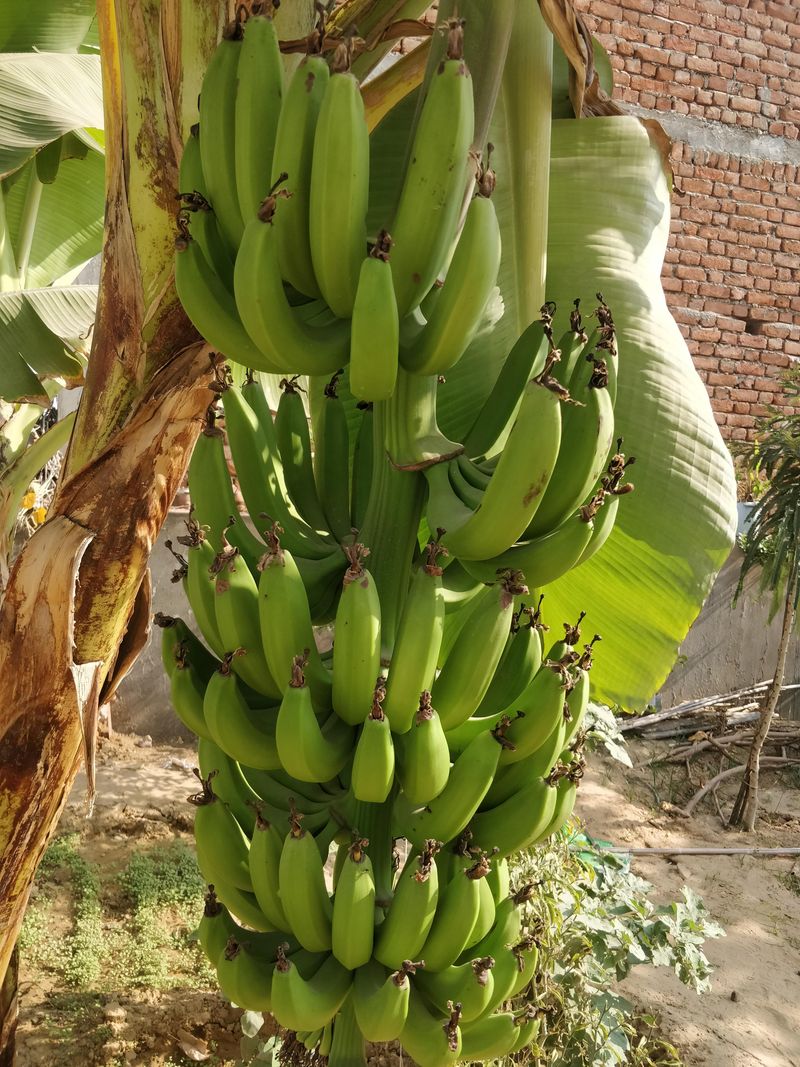 Bananas