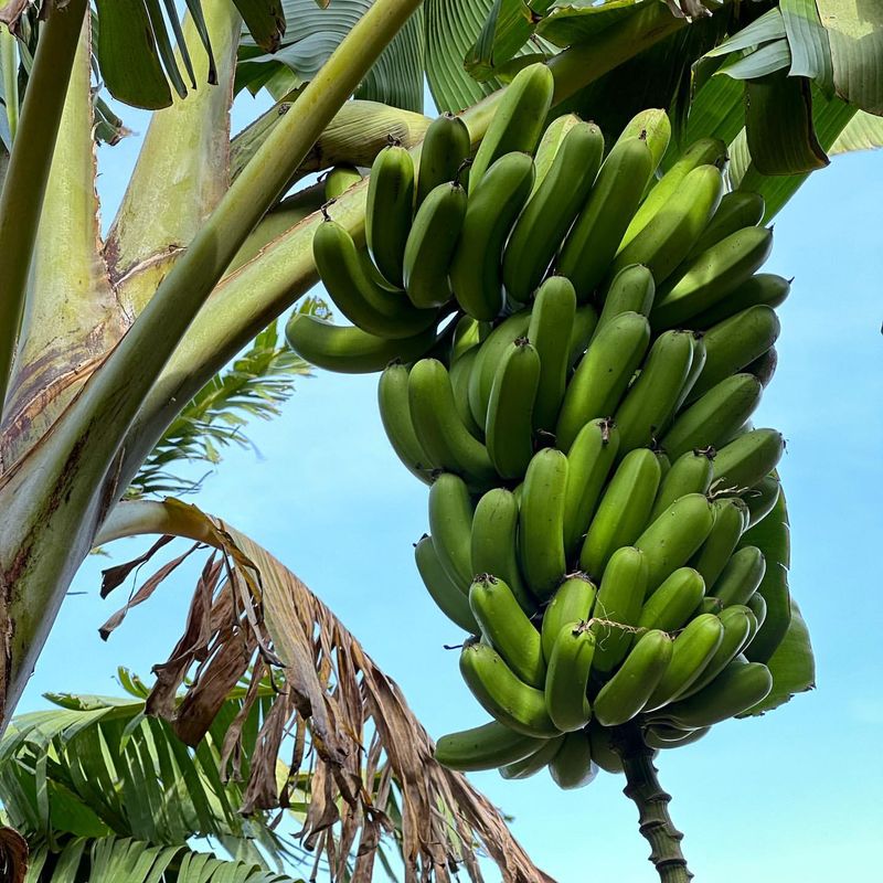 Bananas