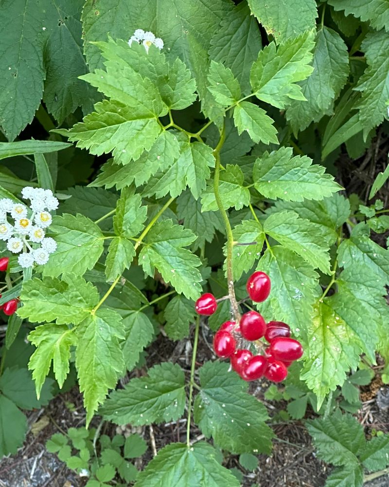 Baneberry