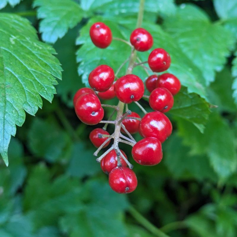 Baneberry