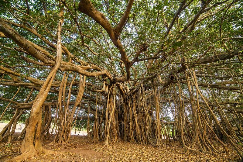 Banyan Tree