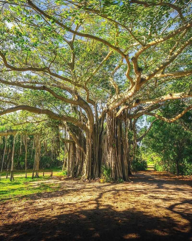 Banyan Tree