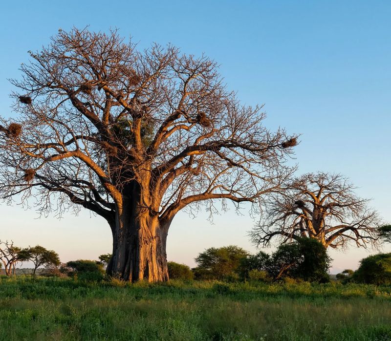 Baobab