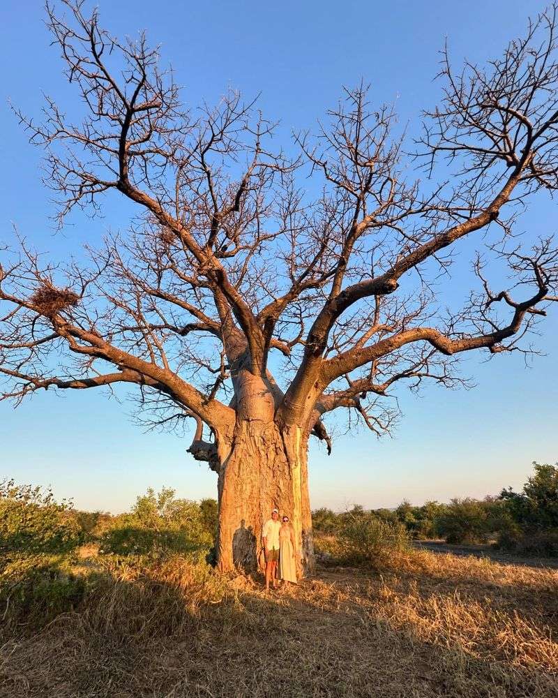 Baobab Tree