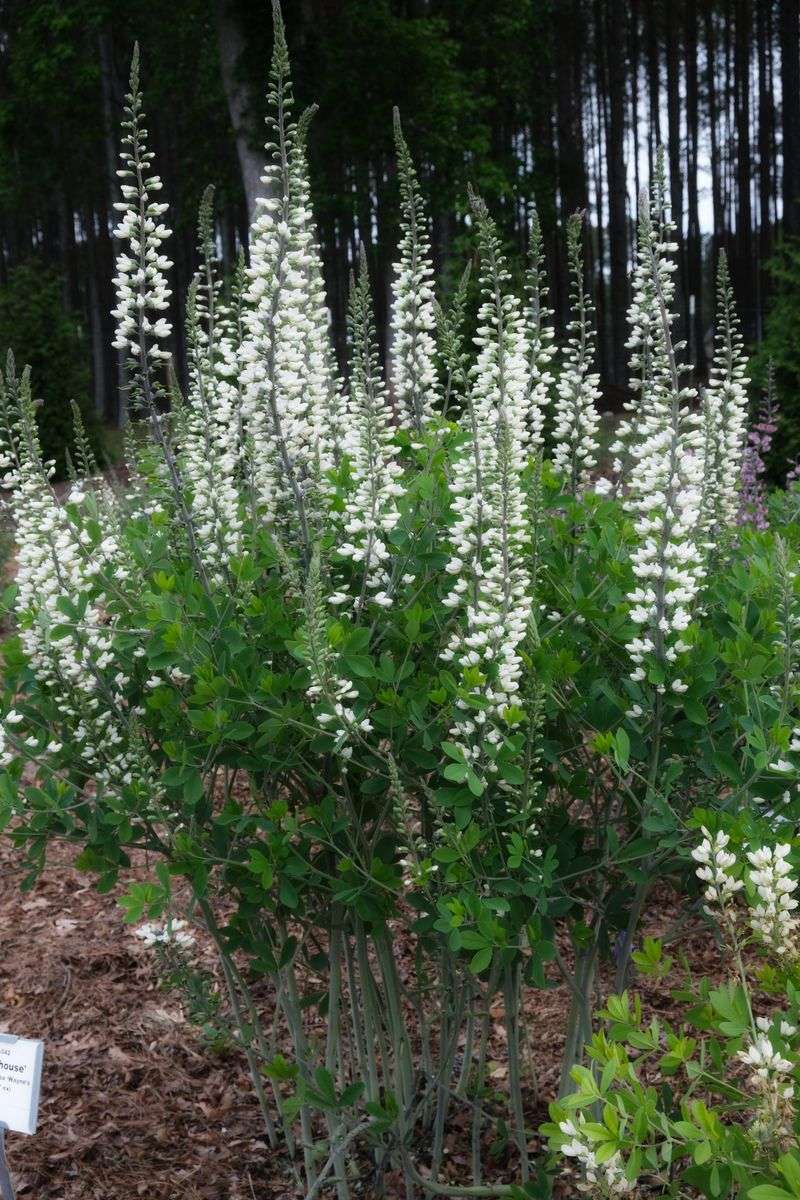 Baptisia