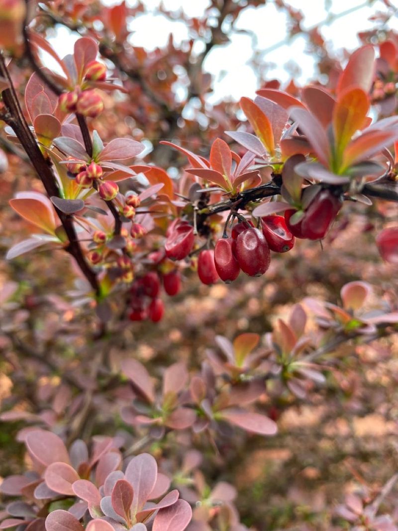 Barberry